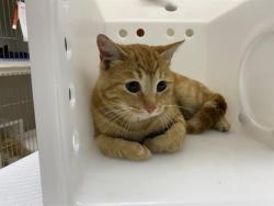 Shelter Stray Male Cat last seen Near BLOCK N 33RD ST, 3839 W Burnham St, West Milwaukee, WI 53215, USA