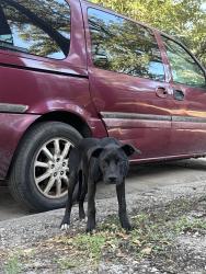 Found/Stray Female Dog last seen Ursulines Avenue and N Johnson Dt, New Orleans, LA 70116