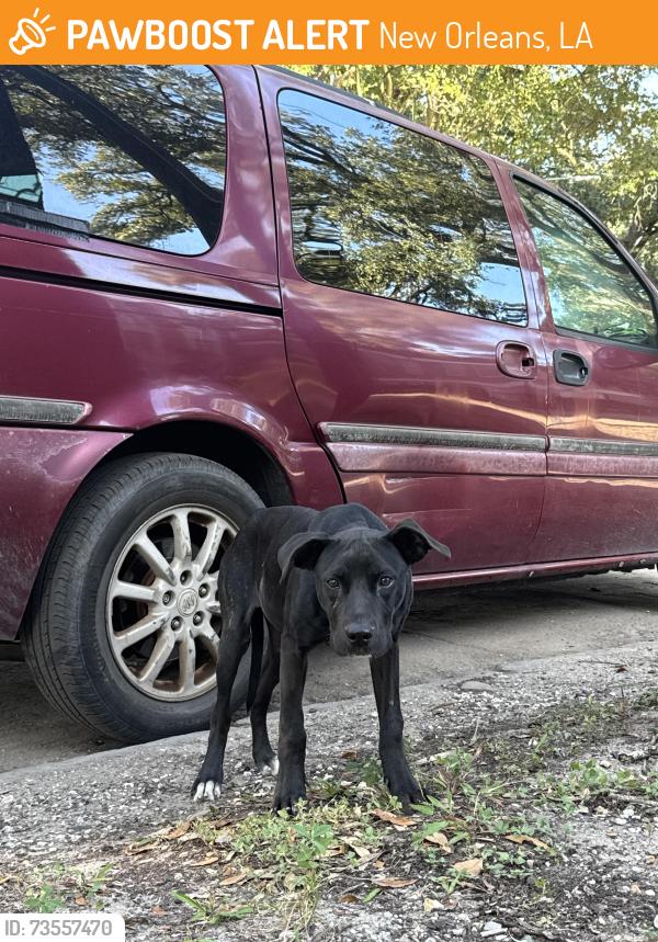 Found/Stray Female Dog last seen Ursulines Avenue and N Johnson Dt, New Orleans, LA 70116