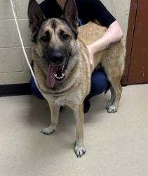 Shelter Stray Female Dog last seen 15TH PL/SCOTT, 3839 W Burnham St, West Milwaukee, WI 53215, USA