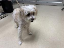 Shelter Stray Male Dog last seen 57TH CONGRESS, 3839 W Burnham St, West Milwaukee, WI 53215, USA