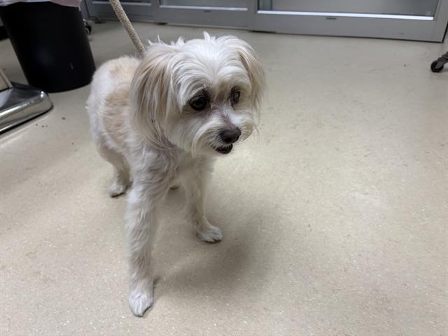 Shelter Stray Male Dog last seen 57TH CONGRESS, 3839 W Burnham St, West Milwaukee, WI 53215, USA