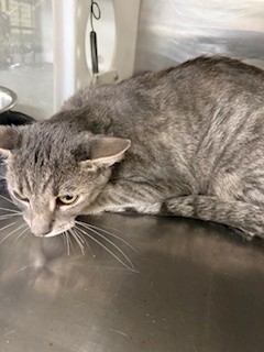 Shelter Stray Male Cat last seen ST CHARLES CO, 4850 Mid Rivers Mall Dr, St Peters, MO 63376, USA