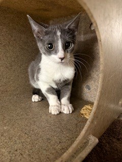 Shelter Stray Male Cat last seen ST CHARLES CO, 4850 Mid Rivers Mall Dr, St Peters, MO 63376, USA