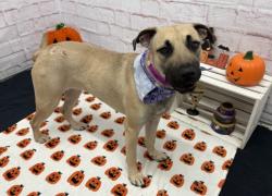 Shelter Stray Female Dog last seen Near BLOCK COURVILLE ST, DETROIT, MI 48224, 1431 E Ferry St, Detroit, MI 48211, USA