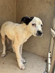 Shelter Stray Unknown Dog last seen Near BLOCK SE 47TH ST, OKLAHOMA CITY OK 73129, 2811 SE 29th St, Oklahoma City, OK 73129, USA