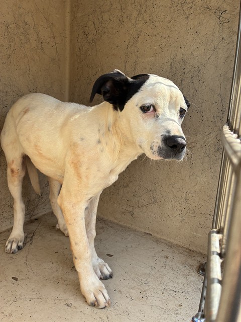 Shelter Stray Unknown Dog last seen Near BLOCK SE 47TH ST, OKLAHOMA CITY OK 73129, 2811 SE 29th St, Oklahoma City, OK 73129, USA
