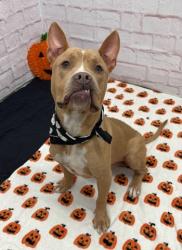 Shelter Stray Male Dog last seen Near BLOCK MAPLERIDGE ST, DETROIT, MI 48205, 1431 E Ferry St, Detroit, MI 48211, USA