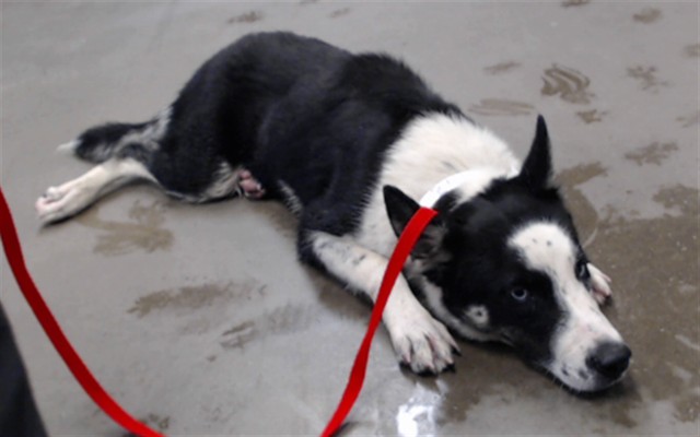 Shelter Stray Female Dog last seen Near BLOCK S. 27TH AVE, 2500 S 27th Ave, Phoenix, AZ 85009, USA