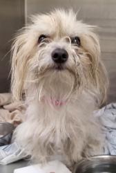 Shelter Stray Female Dog last seen , 1850 W 60th St, Los Angeles, CA 90047, USA