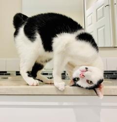 Lost Male Cat last seen Hillcrest Avenue at the top of the hill near the water tower, Ardsley, NY 10502
