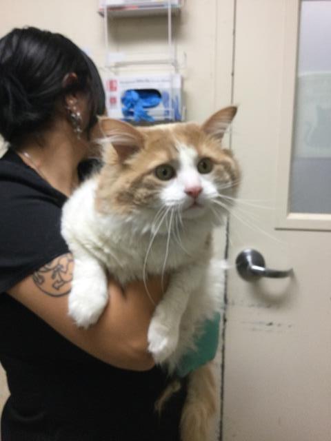 Shelter Stray Male Cat last seen Near BLOCK LA PUERTA DR, HOMELAND CA 92548, 6851 Van Buren Boulevard, Jurupa Valley, CA 92509, USA