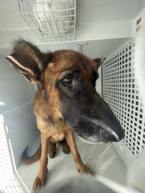 Shelter Stray Male Dog last seen Near BLOCK KENNEDY ST, JURUPA VALLEY, CA, 6851 Van Buren Boulevard, Jurupa Valley, CA 92509, USA