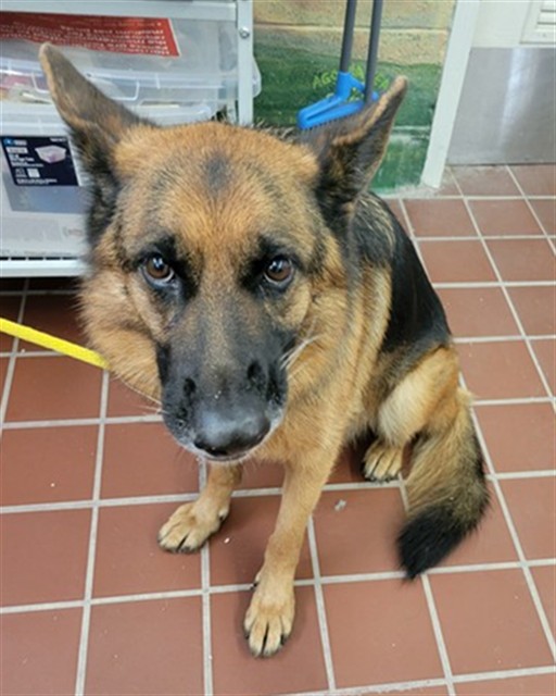 Shelter Stray Female Dog last seen , 29525 Agoura Rd, Agoura Hills, CA 91301, USA