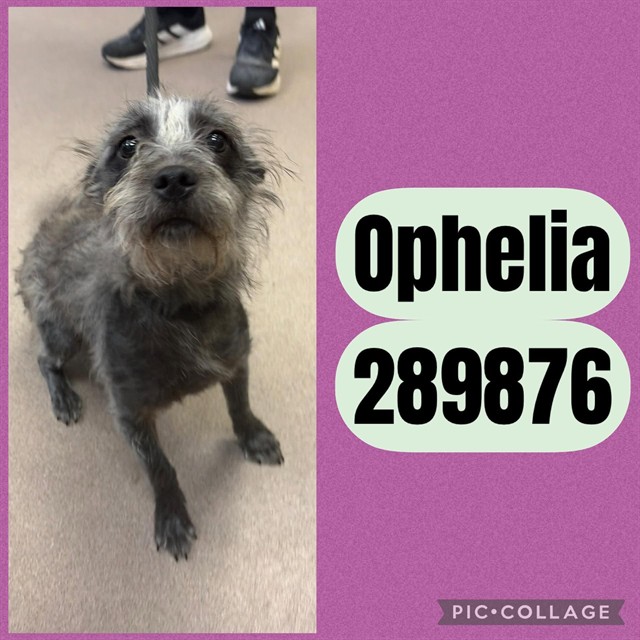 Shelter Stray Female Dog last seen S GROVELAND CIR, 4214 Fulton Mill Rd, Macon, GA 31216, USA