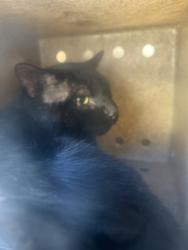 Shelter Stray Unknown Cat last seen Near BLOCK S DUNRAVEN DR, WEST VALLEY CITY UT 84119, 4522 W 3500 S, West Valley City, UT 84120, USA