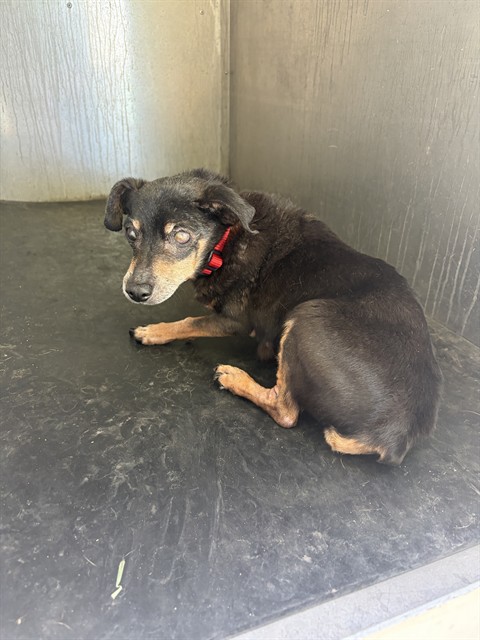 Shelter Stray Male Dog last seen Near BLOCK S 2910 W, WEST VALLEY CITY UT 84119, 4522 W 3500 S, West Valley City, UT 84120, USA