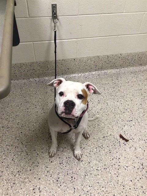 Shelter Stray Female Dog last seen Near BLOCK COMMUNITY CENTER DR, 12155 Park Blvd, Brighton, CO 80601, USA