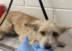 Shelter Stray Male Dog last seen ALISO/JUNIPER, 333 Chandler Pl, San Bernardino, CA 92408, USA