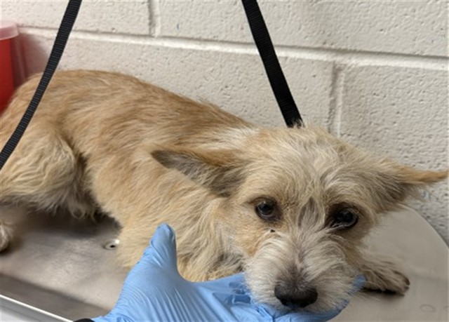 Shelter Stray Male Dog last seen ALISO/JUNIPER, 333 Chandler Pl, San Bernardino, CA 92408, USA