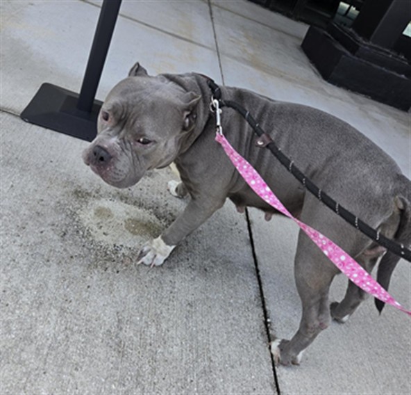 Shelter Stray Female Dog last seen Near BLOCK MONROE ST, HOLLYWOOD FL 33020, 2400 SW 42nd St, Fort Lauderdale, FL 33312, USA