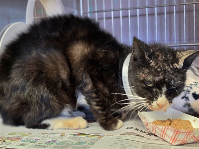 Shelter Stray Female Cat last seen , 216 W Victoria St, Gardena, CA 90248, USA