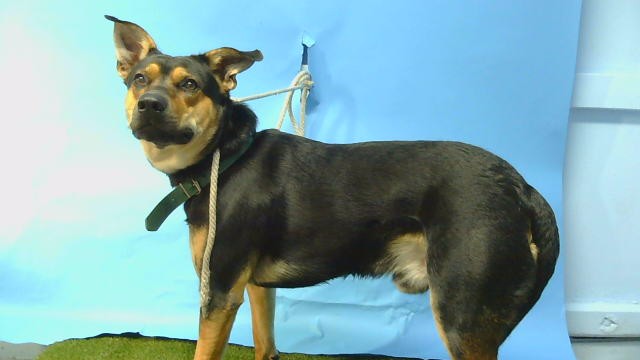 Shelter Stray Male Dog last seen , 216 W Victoria St, Gardena, CA 90248, USA