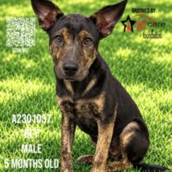 Shelter Stray Male Dog last seen , 3201 Lacy St, Los Angeles, CA 90031, USA