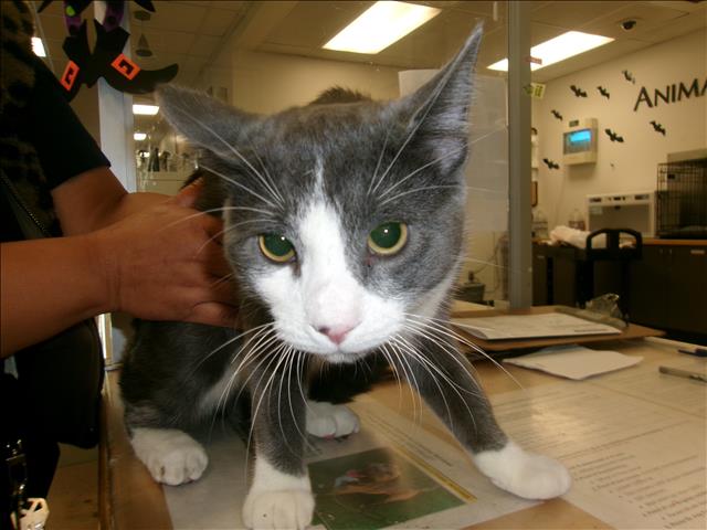 Shelter Stray Male Cat last seen , 14409 Vanowen St, Van Nuys, CA 91405, USA
