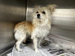 Shelter Stray Male Dog last seen , 3201 Lacy St, Los Angeles, CA 90031, USA