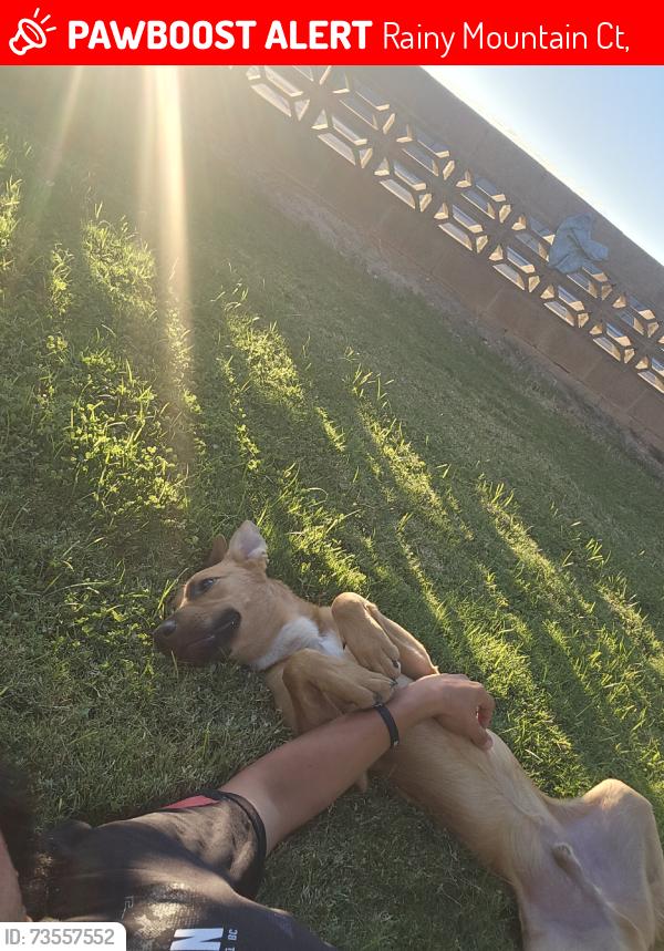 Lost Male Dog last seen S Cimarron Rd, Rainy Mountain Ct,  89113