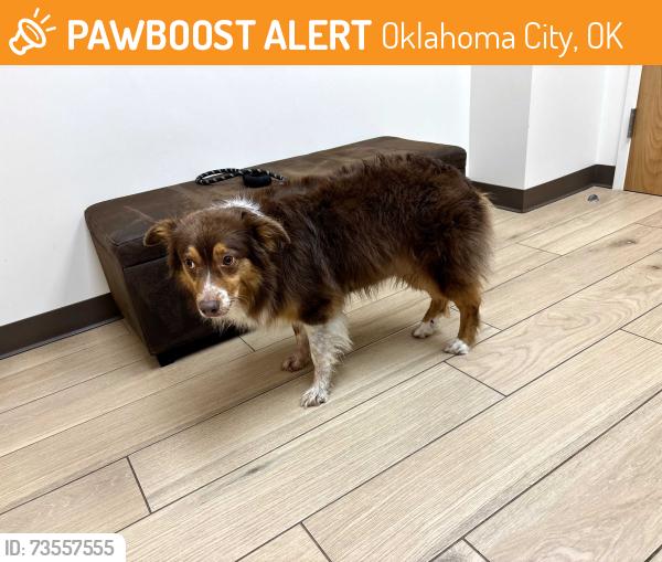 Found/Stray Female Dog last seen Britton and Nichols, Oklahoma City, OK 73120