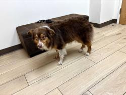 Found/Stray Female Dog last seen Britton and Nichols, Oklahoma City, OK 73120