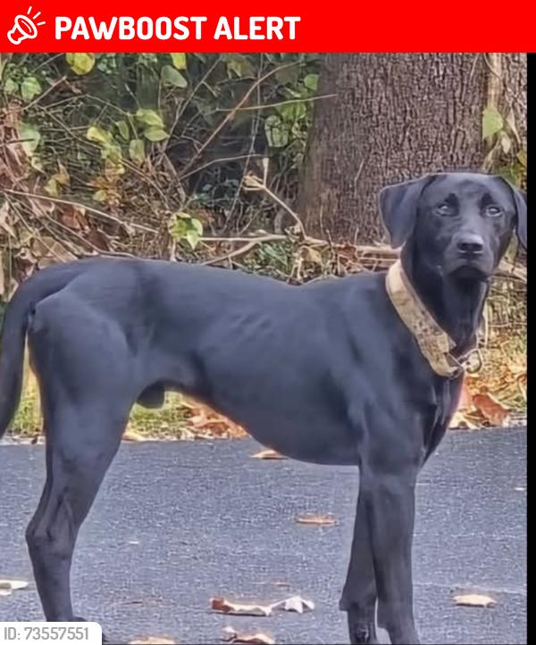 Lost Male Dog last seen Asheboro NC, Voncannon Farm Rd,  27205