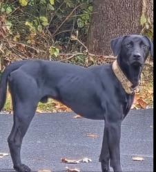 Lost Male Dog last seen Asheboro NC, Voncannon Farm Rd,  27205