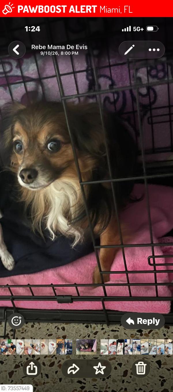 Lost Male Dog last seen Near Ave 16 street, Miami, FL 33155