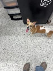 Shelter Stray Male Dog last seen Near WISTERIA LN SW, Atlanta, GA, 1251 Fulton Industrial Blvd NW, Atlanta, GA 30336, USA