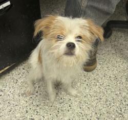 Shelter Stray Male Dog last seen Near Roberts Street, 64124, MO, 7077 Elmwood Ave, Kansas City, MO 64132, USA