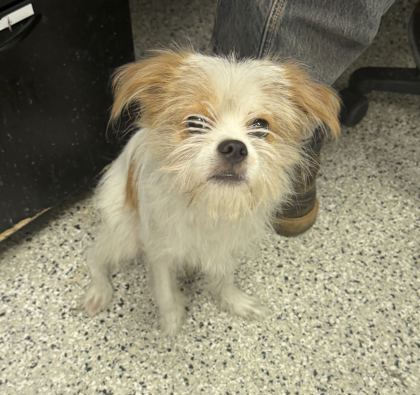Shelter Stray Male Dog last seen Near Roberts Street, 64124, MO, 7077 Elmwood Ave, Kansas City, MO 64132, USA