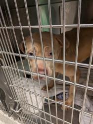 Shelter Stray Male Dog last seen Near Research Center Drive, Atlanta, GA, 1251 Fulton Industrial Blvd NW, Atlanta, GA 30336, USA