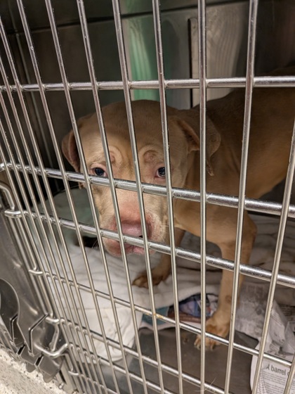 Shelter Stray Male Dog last seen Near Research Center Drive, Atlanta, GA, 1251 Fulton Industrial Blvd NW, Atlanta, GA 30336, USA