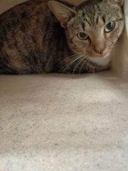 Shelter Stray Male Cat last seen Near Church St, Atlanta, GA, 1251 Fulton Industrial Blvd NW, Atlanta, GA 30336, USA