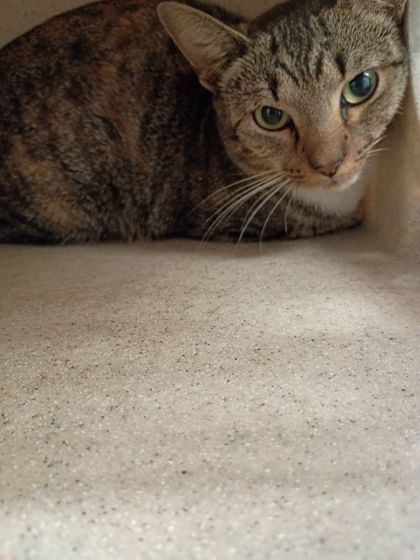 Shelter Stray Male Cat last seen Near Church St, Atlanta, GA, 1251 Fulton Industrial Blvd NW, Atlanta, GA 30336, USA