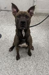 Shelter Stray Male Dog last seen E 27th StKansas City, MO 64127, 64127, MO, 7077 Elmwood Ave, Kansas City, MO 64132, USA