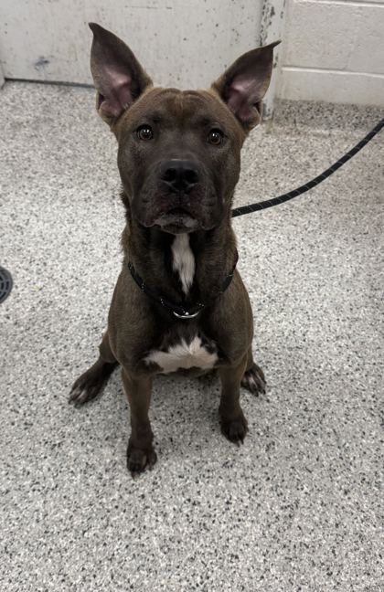 Shelter Stray Male Dog last seen E 27th StKansas City, MO 64127, 64127, MO, 7077 Elmwood Ave, Kansas City, MO 64132, USA