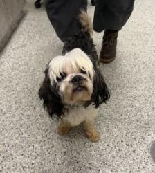 Shelter Stray Male Dog last seen Near Park Tower Drive, 64126, MO, 7077 Elmwood Ave, Kansas City, MO 64132, USA