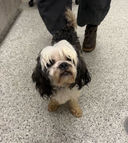 Shelter Stray Male Dog last seen Near Park Tower Drive, 64126, MO, 7077 Elmwood Ave, Kansas City, MO 64132, USA