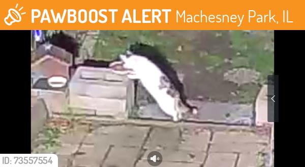 Found/Stray Unknown Cat last seen Rockton, Machesney Park, IL 61103