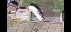 Found/Stray Unknown Cat last seen Rockton, Machesney Park, IL 61103