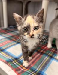 Shelter Stray Female Cat last seen Near south Glenburnie rd, New Bern City Limits, NC, 1639 Old Airport Rd, New Bern, NC 28562, USA